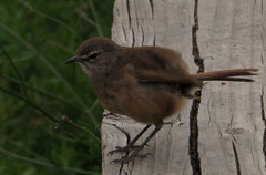 Cercotrichas coryphoeus