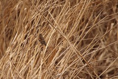 Fringilla montifringilla