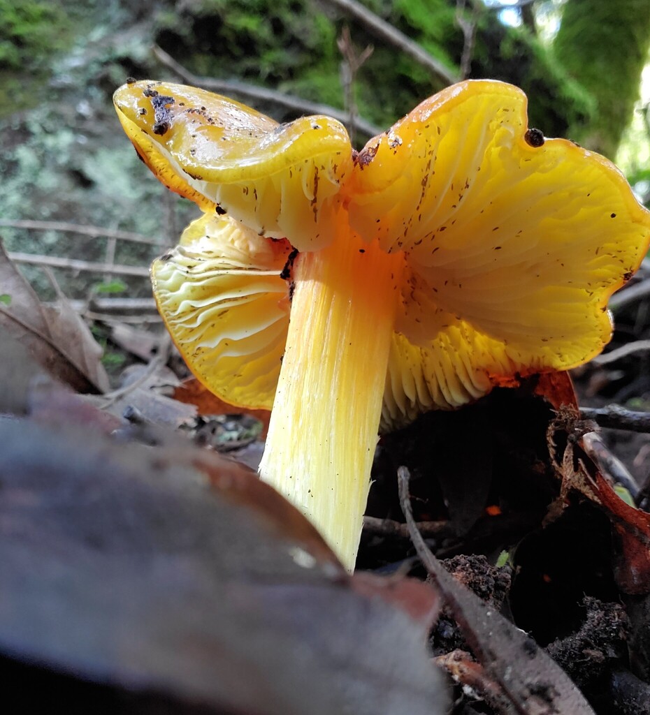 Hygrocybe acutoconica · December 2025 · photo: © arlenedevitt (iNaturalist, cc-by)