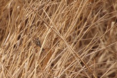 Fringilla montifringilla