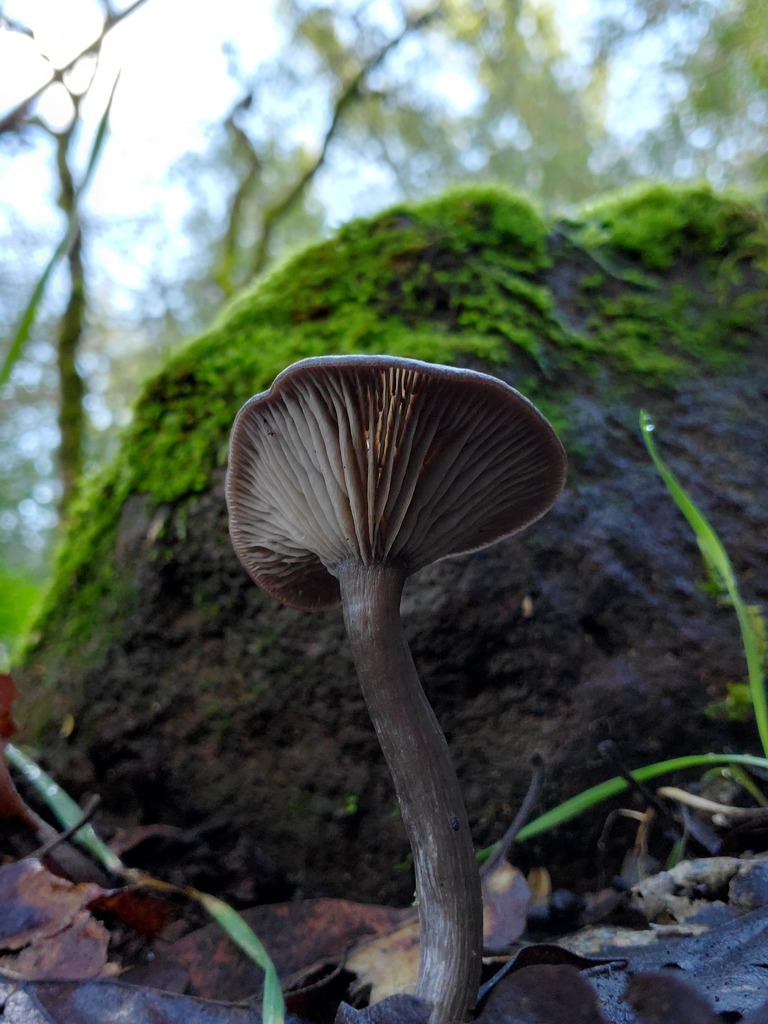 Pseudoclitocybe cyathiformis · December 2025 · photo: © arlenedevitt (iNaturalist, cc-by)