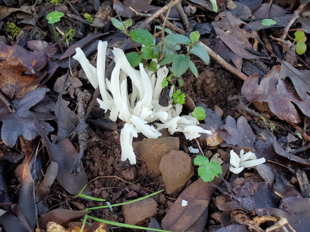 Clavaria fragilis · December 2025 · photo: © arlenedevitt (iNaturalist, cc-by)