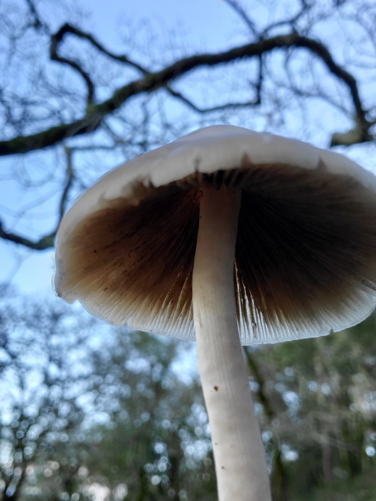Psathyrella longipes · December 2025 · photo: © arlenedevitt (iNaturalist, cc-by)