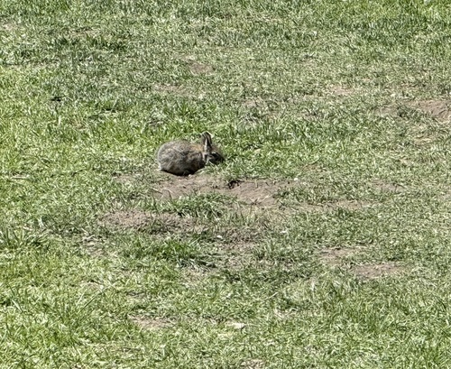 Pygmy Rabbit observed by kerryoneal