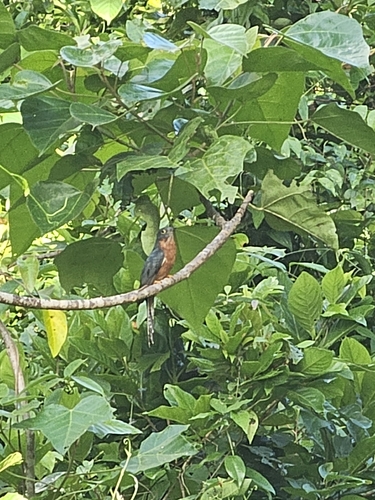 Cacomantis castaneiventris, 2026-01-01