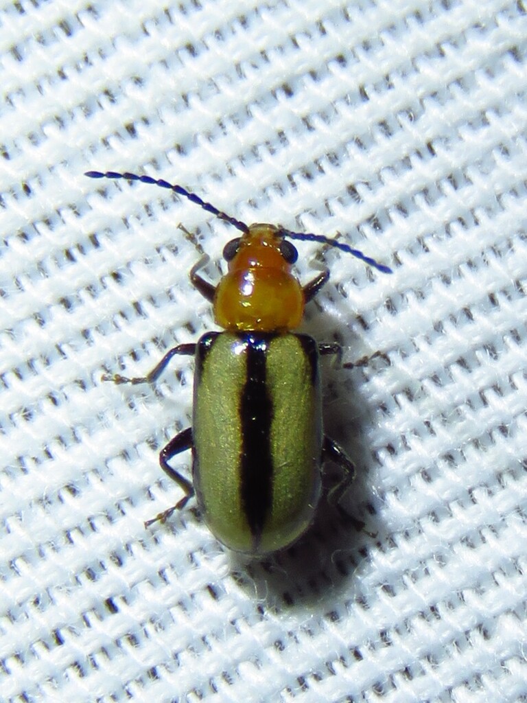 Doris's Condalia Leaf Beetle