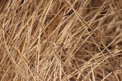 Emberiza schoeniclus