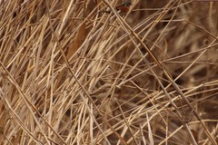 Emberiza schoeniclus