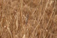 Emberiza schoeniclus
