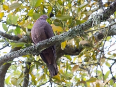 Patagioenas subvinacea