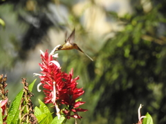Phaethornis syrmatophorus