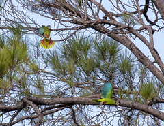 Amazona ventralis