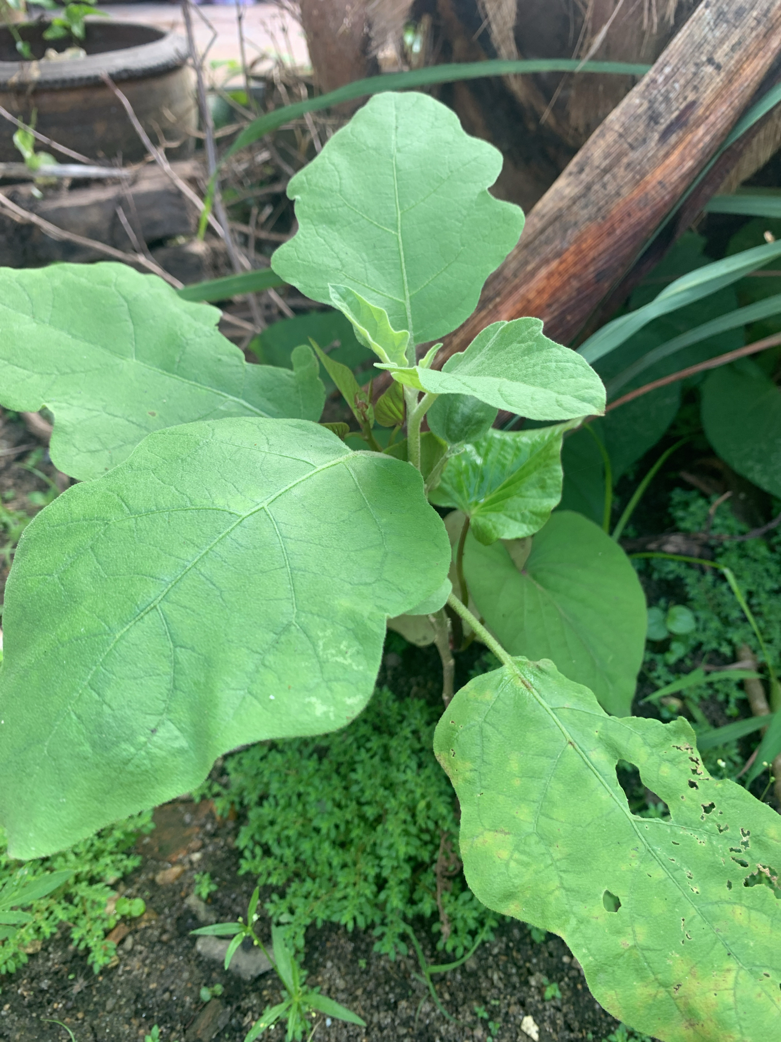 Aubergine