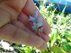 Bellevalia hyacinthoides