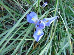 Iris unguicularis