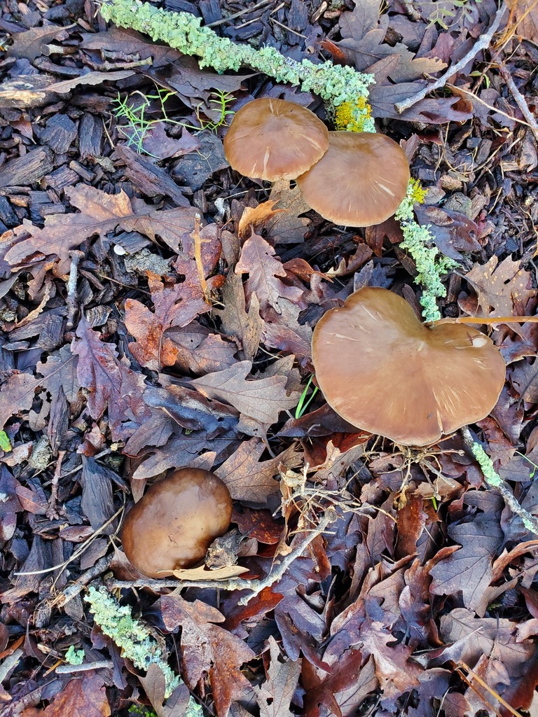 Pluteus cervinus · December 2025 · photo: © arlenedevitt (iNaturalist, cc-by)