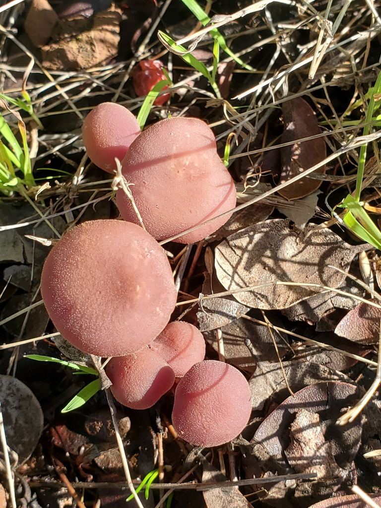 Laccaria amethysteo-occidentalis · December 2025 · photo: © arlenedevitt (iNaturalist, cc-by)