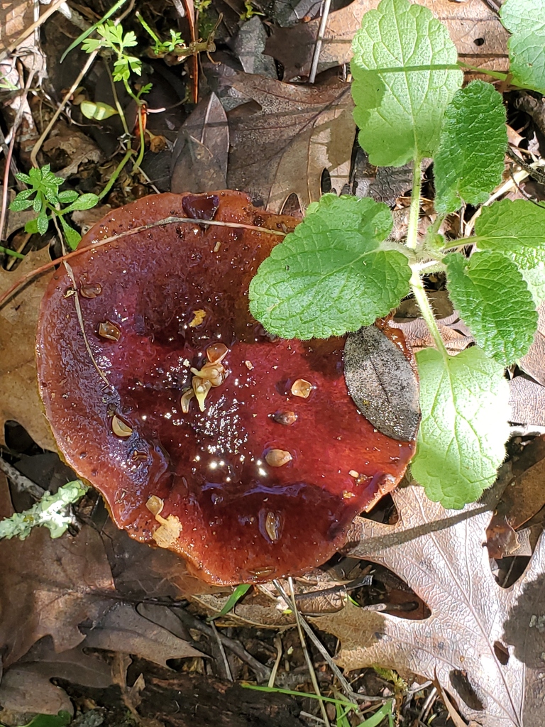 Aureoboletus flaviporus