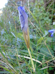 Iris unguicularis