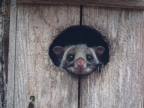Japanese Giant Flying Squirrel (Petaurista leucogenys)