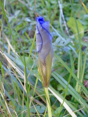 Iris unguicularis