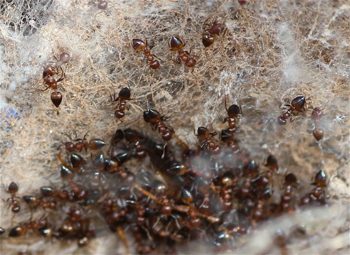 Crematogaster castanea bruta
