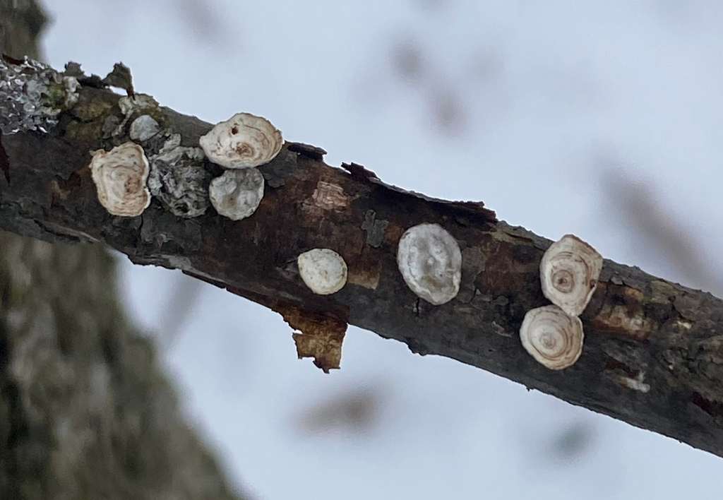 Trametes conchifer · December 2025 · photo: © xsk8rat (iNaturalist, cc-by-sa)