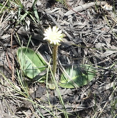 Gerbera piloselloides