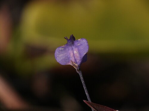 northern bluethread (Burmannia biflora)