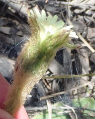 Gerbera piloselloides