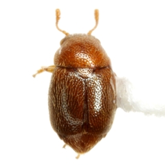 Brachypterus schaefferi