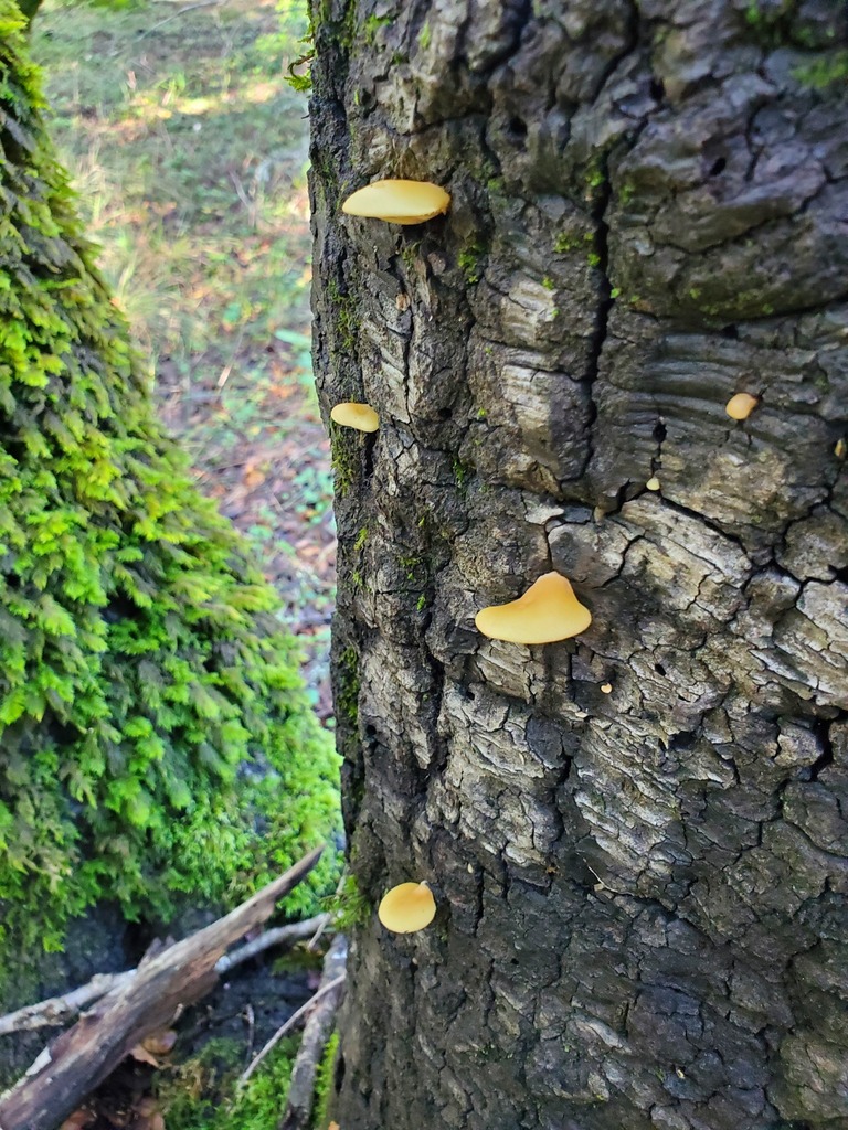 Crepidotus mollis · December 2025 · photo: © arlenedevitt (iNaturalist, cc-by)