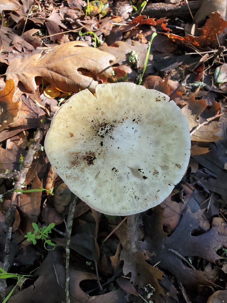 Amanita phalloides · December 2025 · photo: © arlenedevitt (iNaturalist, cc-by)