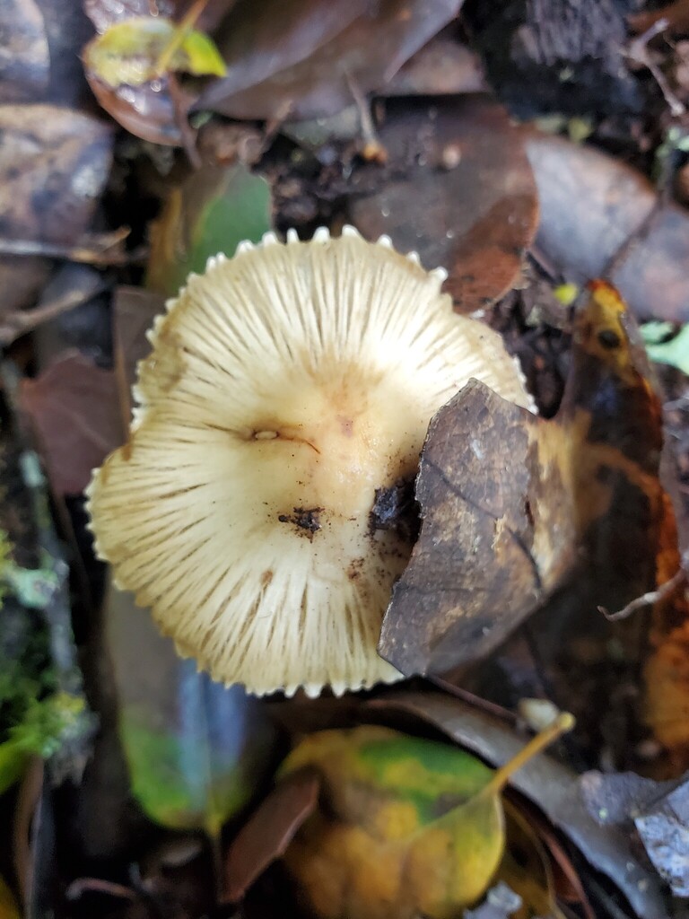 Pseudosperma sororium · December 2025 · photo: © arlenedevitt (iNaturalist, cc-by)