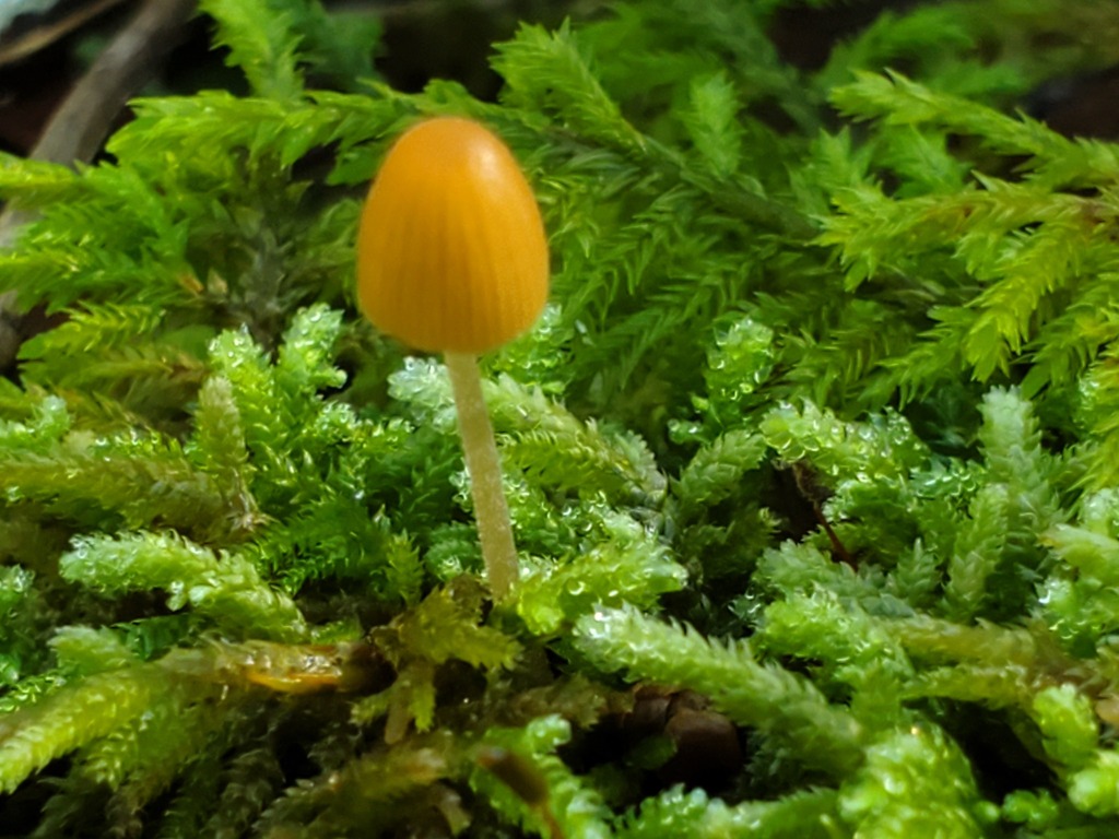 Galerina hypnorum · December 2025 · photo: © arlenedevitt (iNaturalist, cc-by)