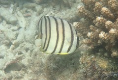 Chaetodon octofasciatus