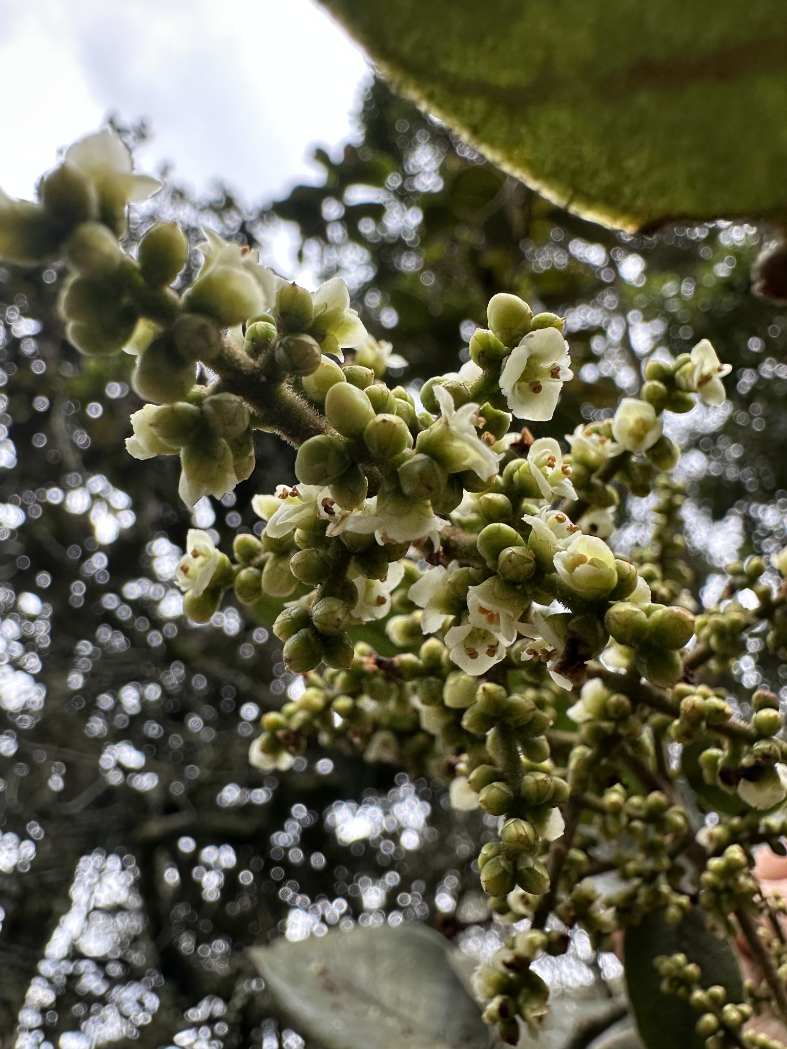 Meliosma arenosa