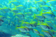 Schuettea scalaripinnis