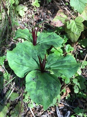 Trillium angustipetalum