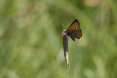 Lycaena helle