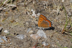 Lycaena helle