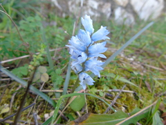 Bellevalia hyacinthoides