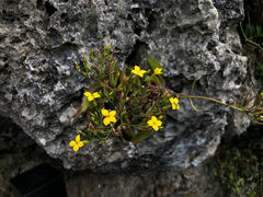 Kalanchoe integra