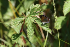 Lycaena helle