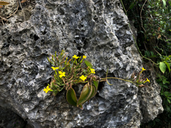 Kalanchoe integra