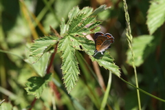 Lycaena helle
