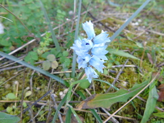 Bellevalia hyacinthoides