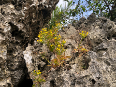 Kalanchoe integra