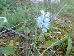 Bellevalia hyacinthoides