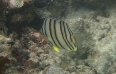 Chaetodon octofasciatus
